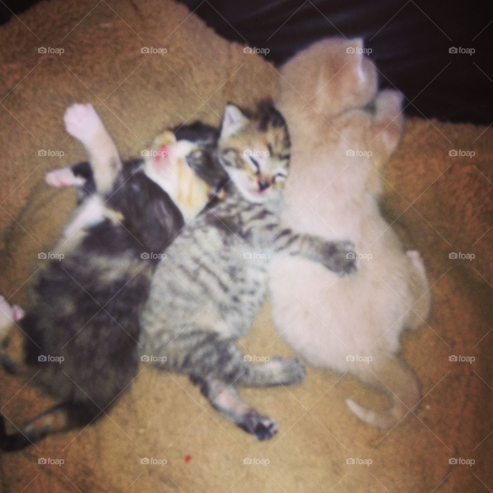 Cuddling Kittens