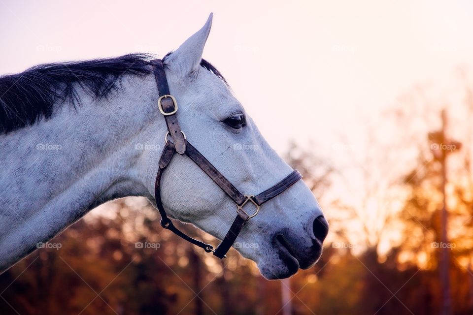 Close-up of horse