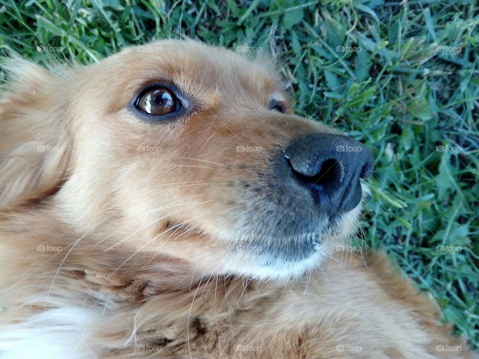 Close-up of dog lying on grass