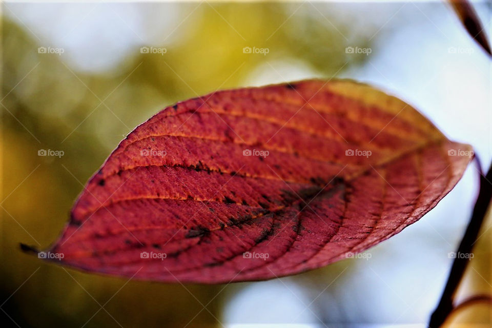 Leaf