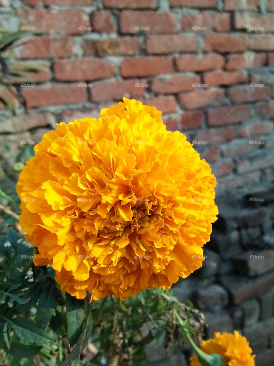 Fully grown Marigold flower beautifully captured from smartphone