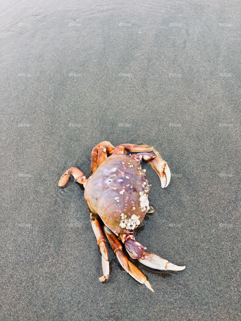 Crab carcass 7