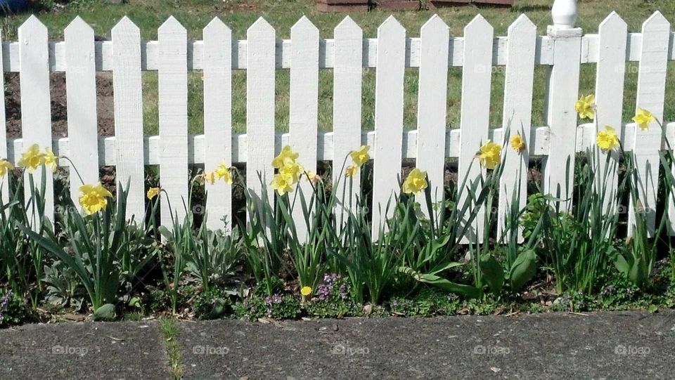 White picket fences....