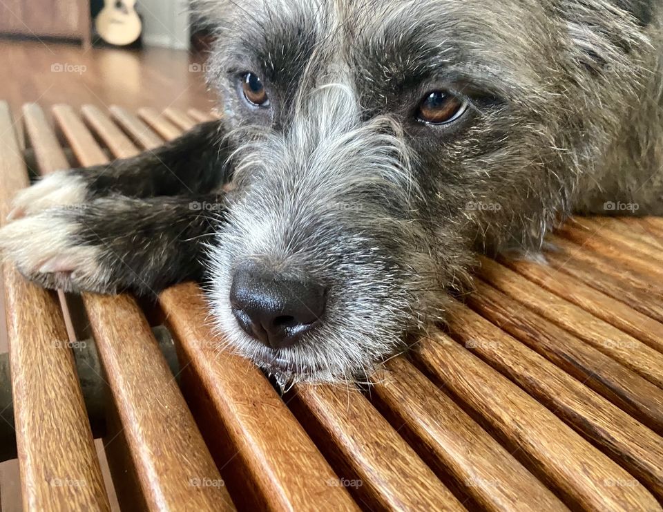 sure you can lay on the coffee table 