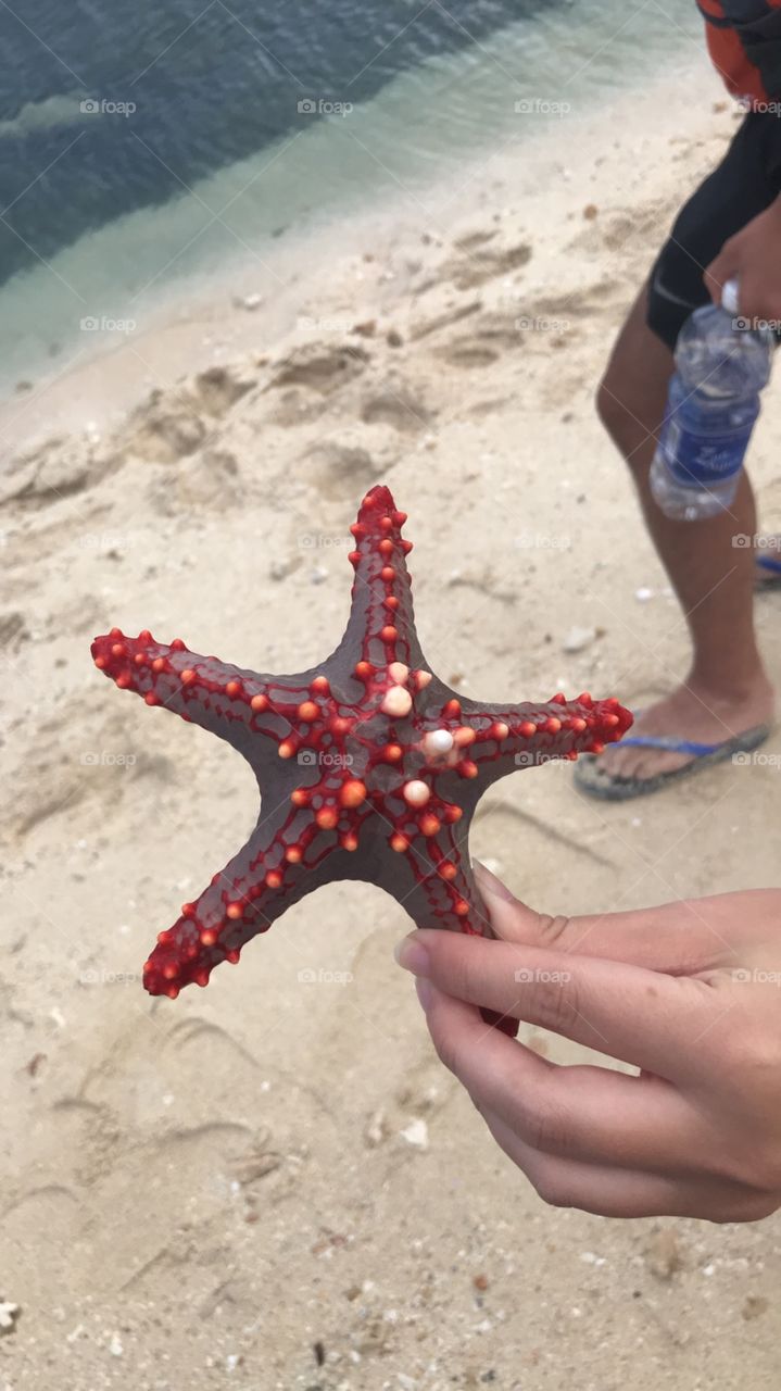 Colourful starfish 