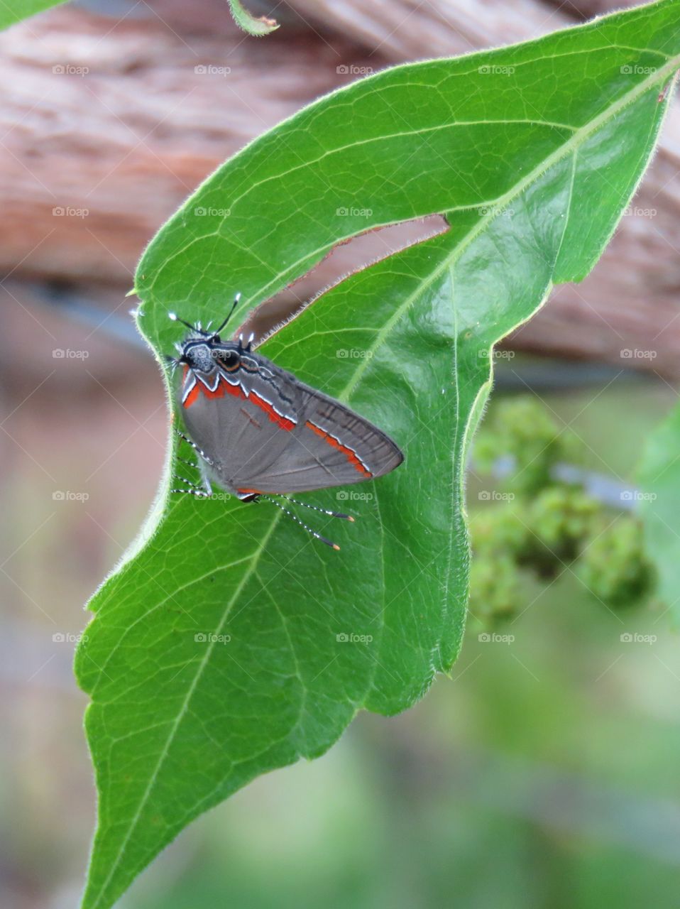 red-banded hairstreak