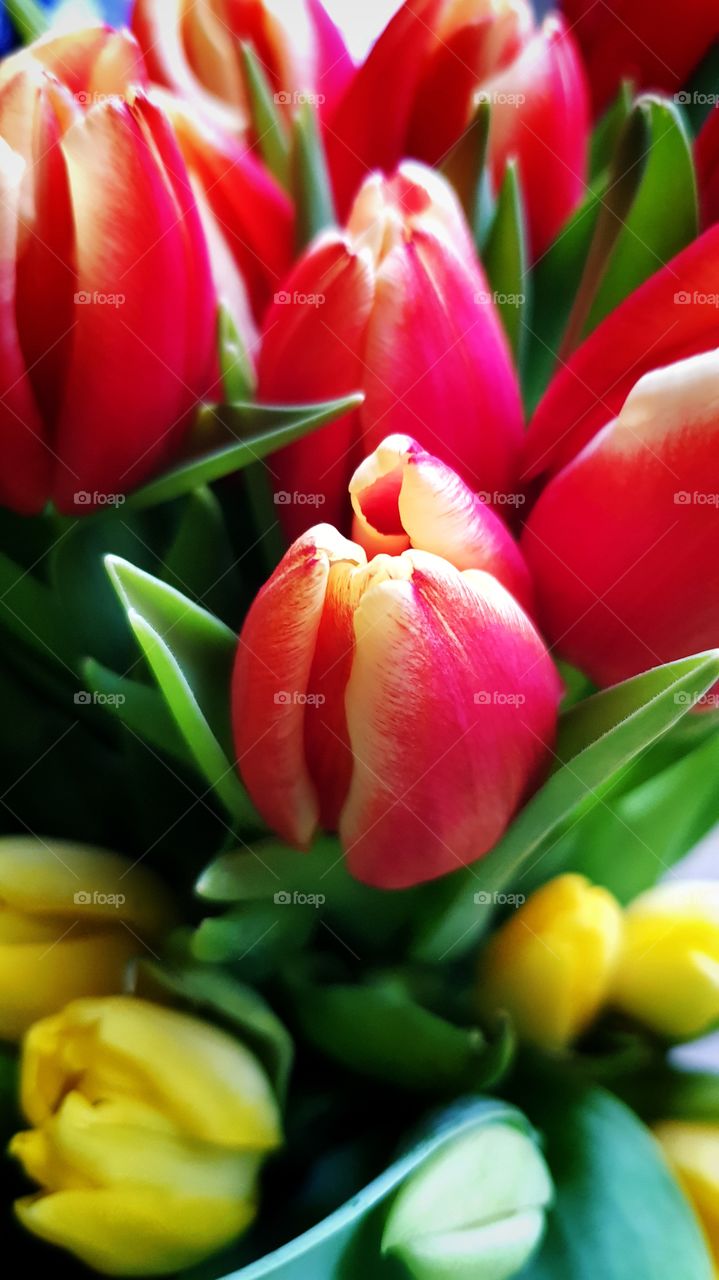 Tulpen aus Venlo -Niederlande