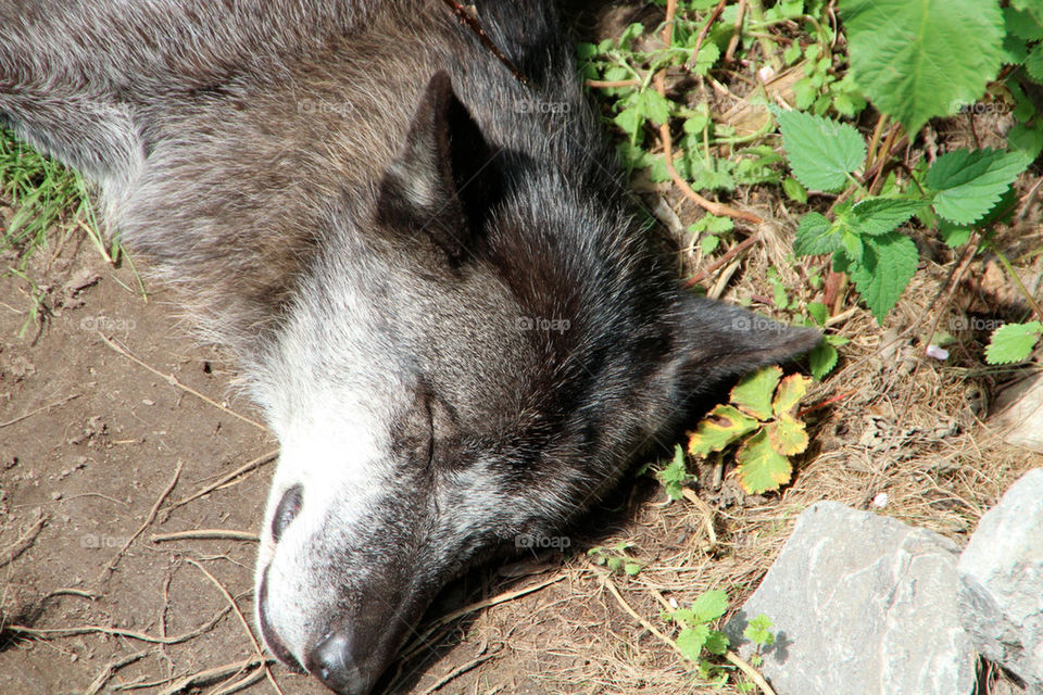 animal mammals zoo wolf by stef79