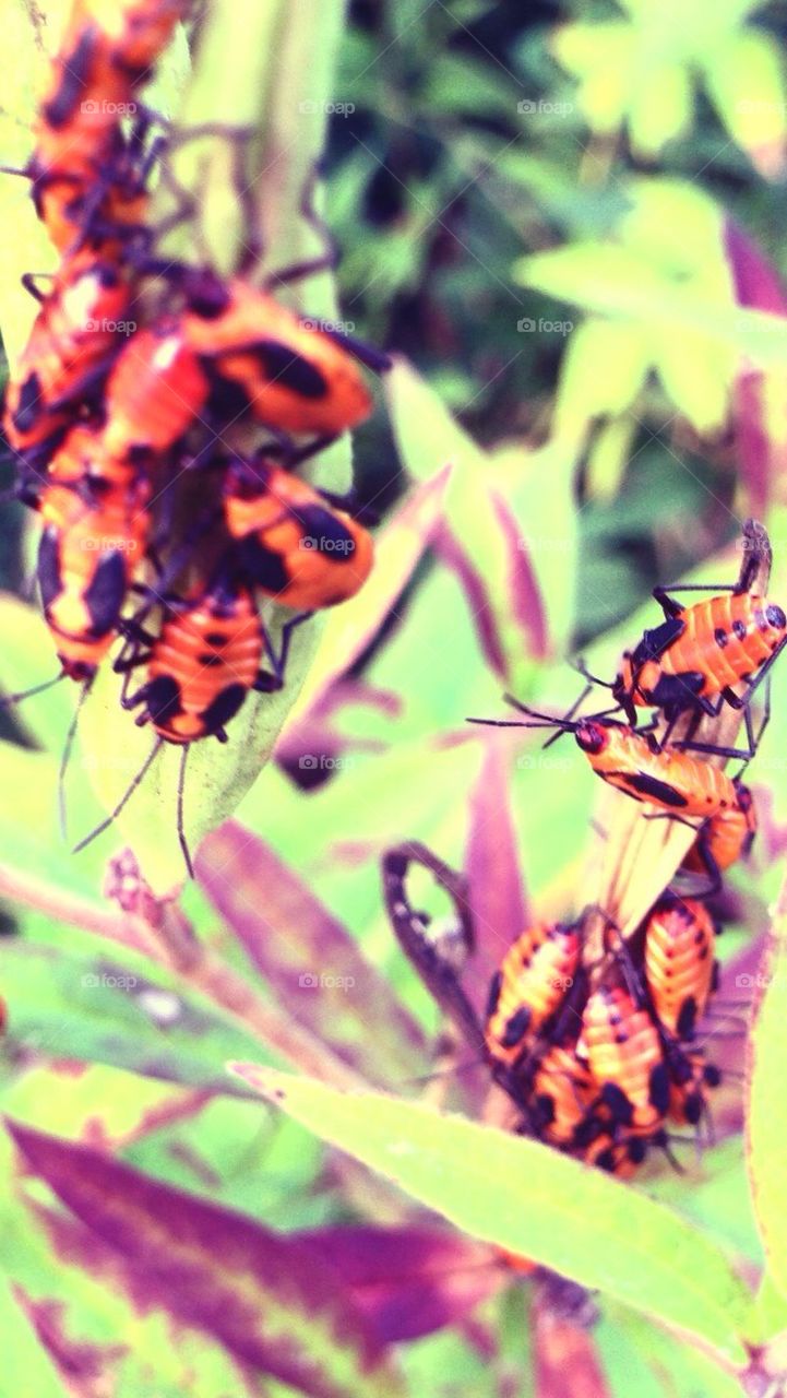 Squash beetles attacking a plant