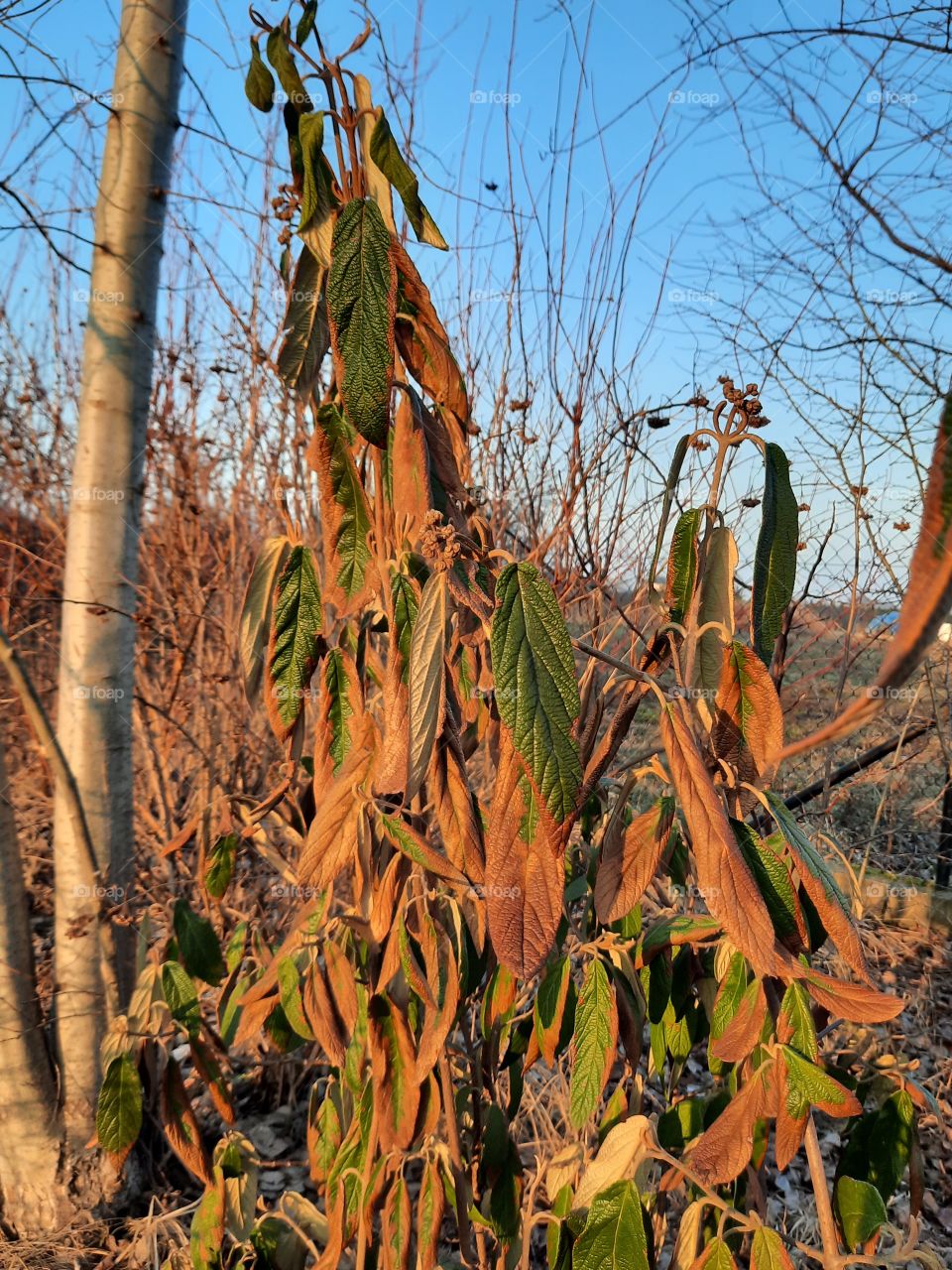 frost damaged leaves of evergreen viburnum at sunset