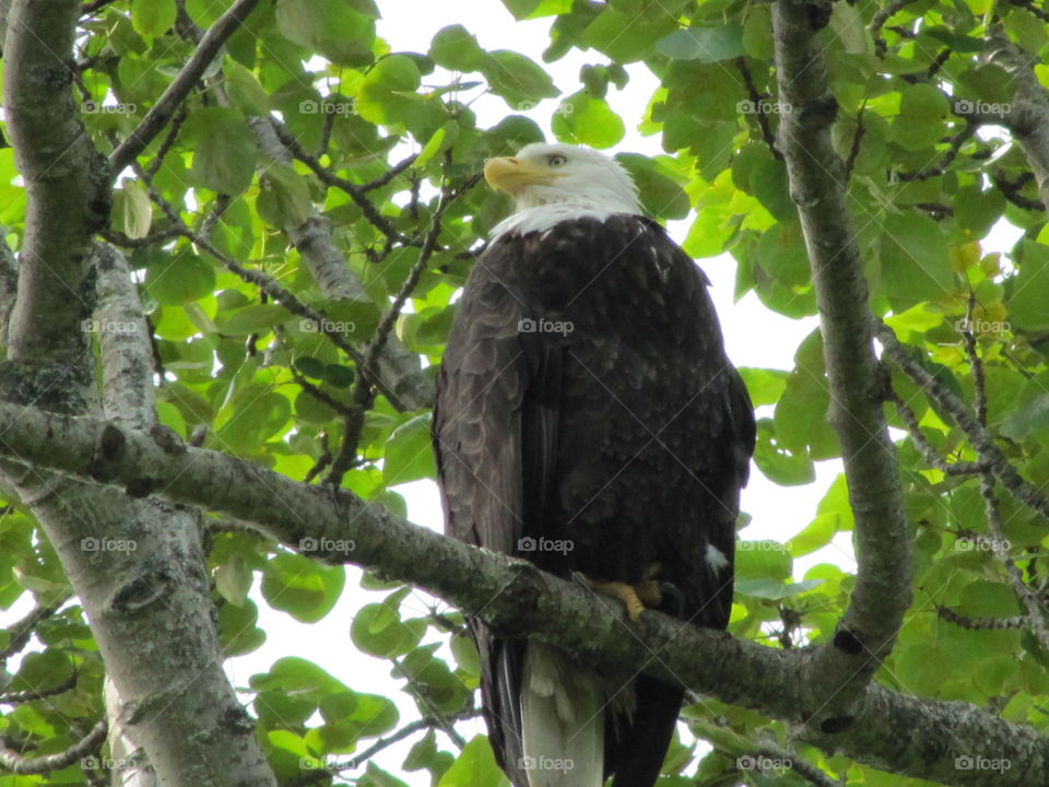 Closeup of a bald eagle sitting barely 6 ft in a tree above our campsite. Beautiful creature!