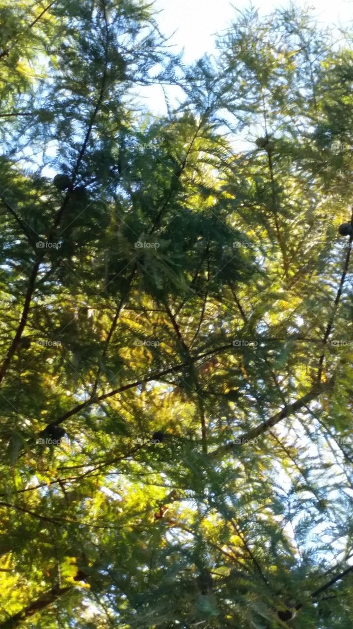 Cypress tree