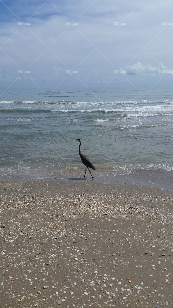 Sandhill Crane