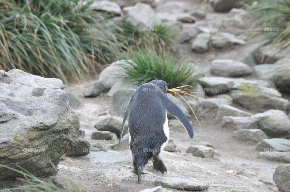 Sulking Penguin