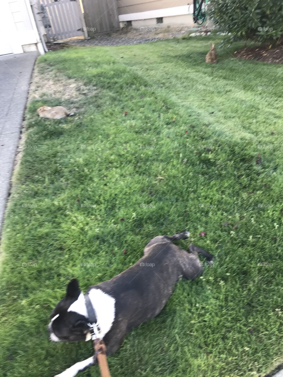 Adorable Boston terrier resting in a grassy area near two small brown bunny rabbits
