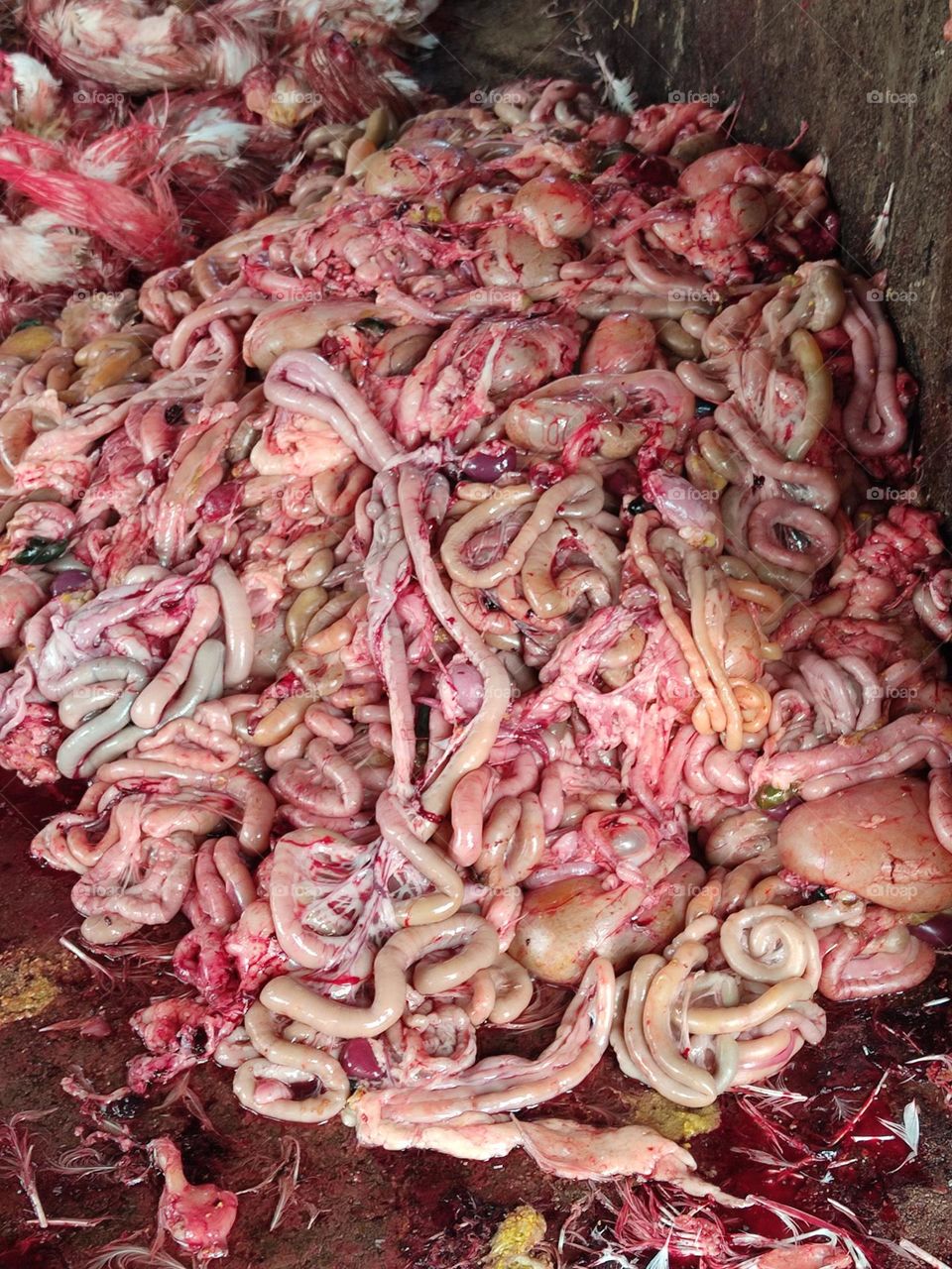 The chicken was slaughtered for the feast. 🐔🐔🐔🐔🐔🐔🐔🐔🐔🐔🍗🍗🍗🍗🍗🍗🍗🍗🍗