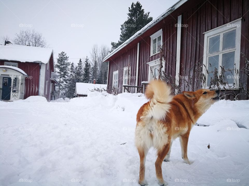 Dog playing in the snow
