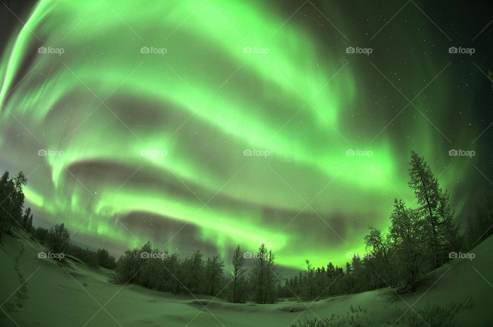 Winter,winter dawn,winter sunset,winter evening,winter night,sunset in Christmas trees,trees,green,winter,cold,north,winter silence,snow,aurora borealis,aurora borealis in winter,northern lights in the forest,aurora borealis north,night,northern nigh