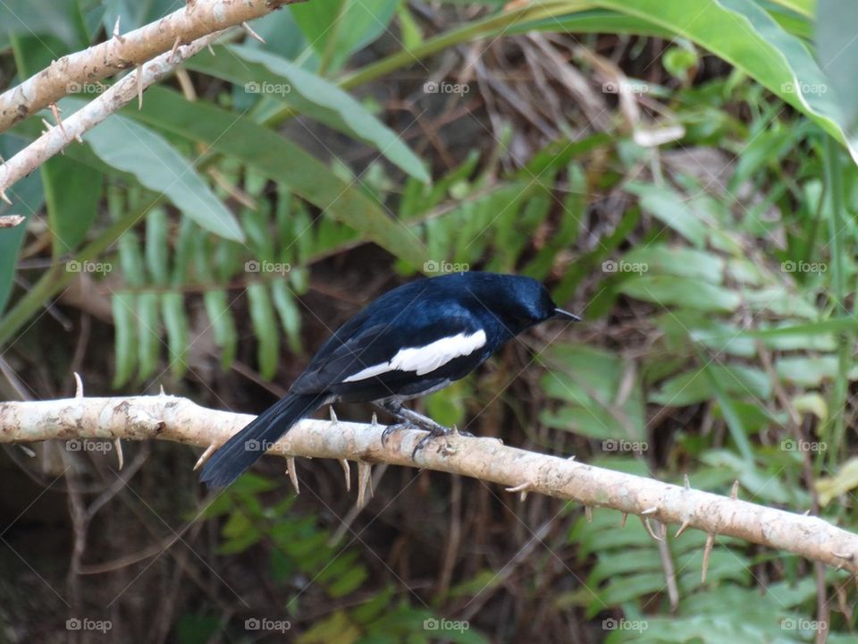 Magpie Robin