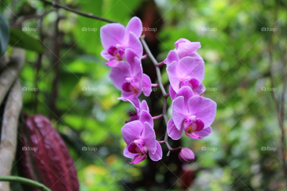 Purple flower