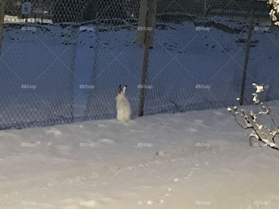A snowshoe hare in front of a fence.