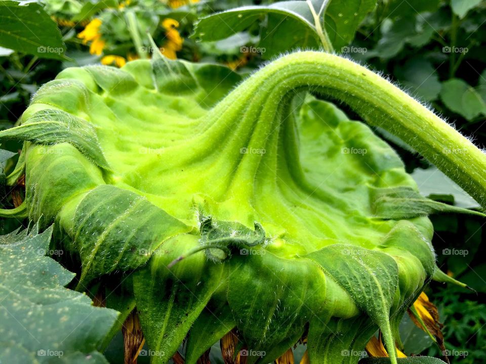 Closeup of backside of blooming sunflower 