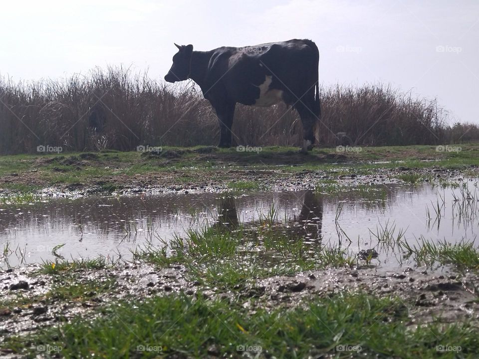 Cow in a meadow