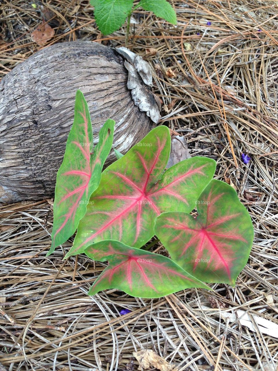 Caladium