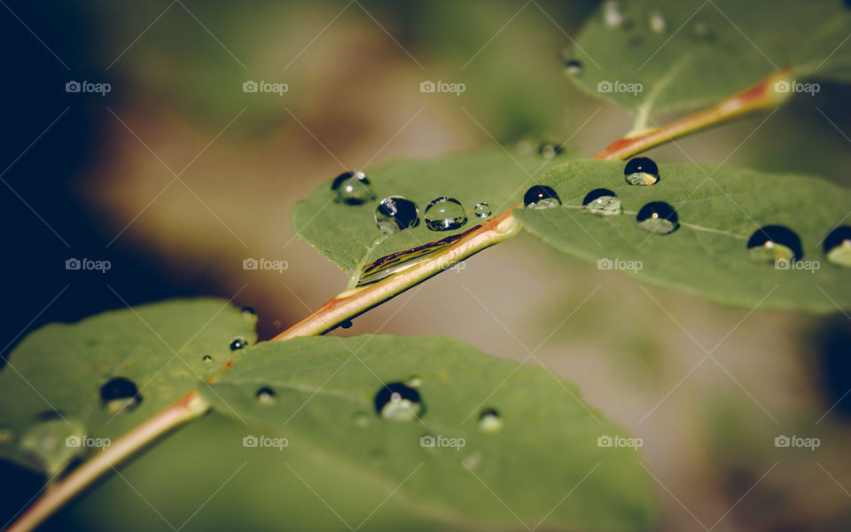  Beauty of Raindrops