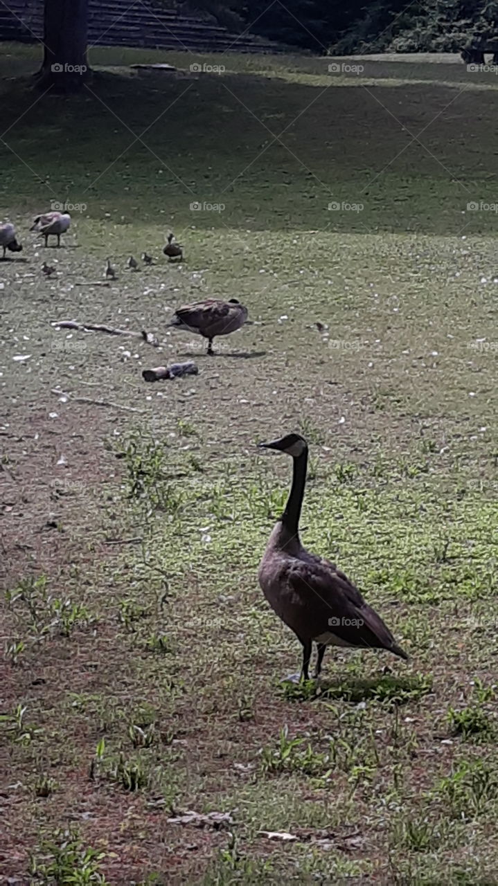 Canadian geese