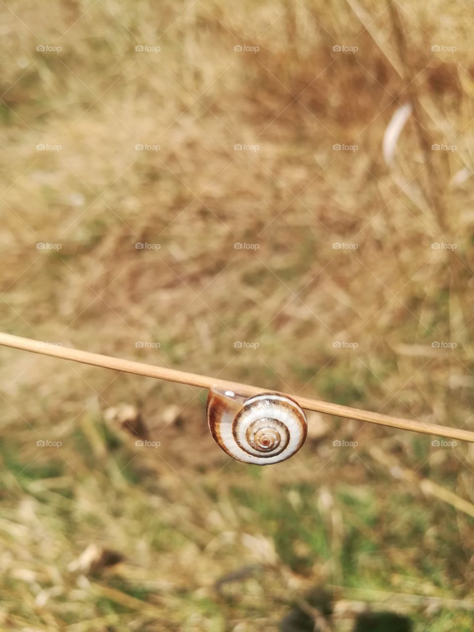 snail :')