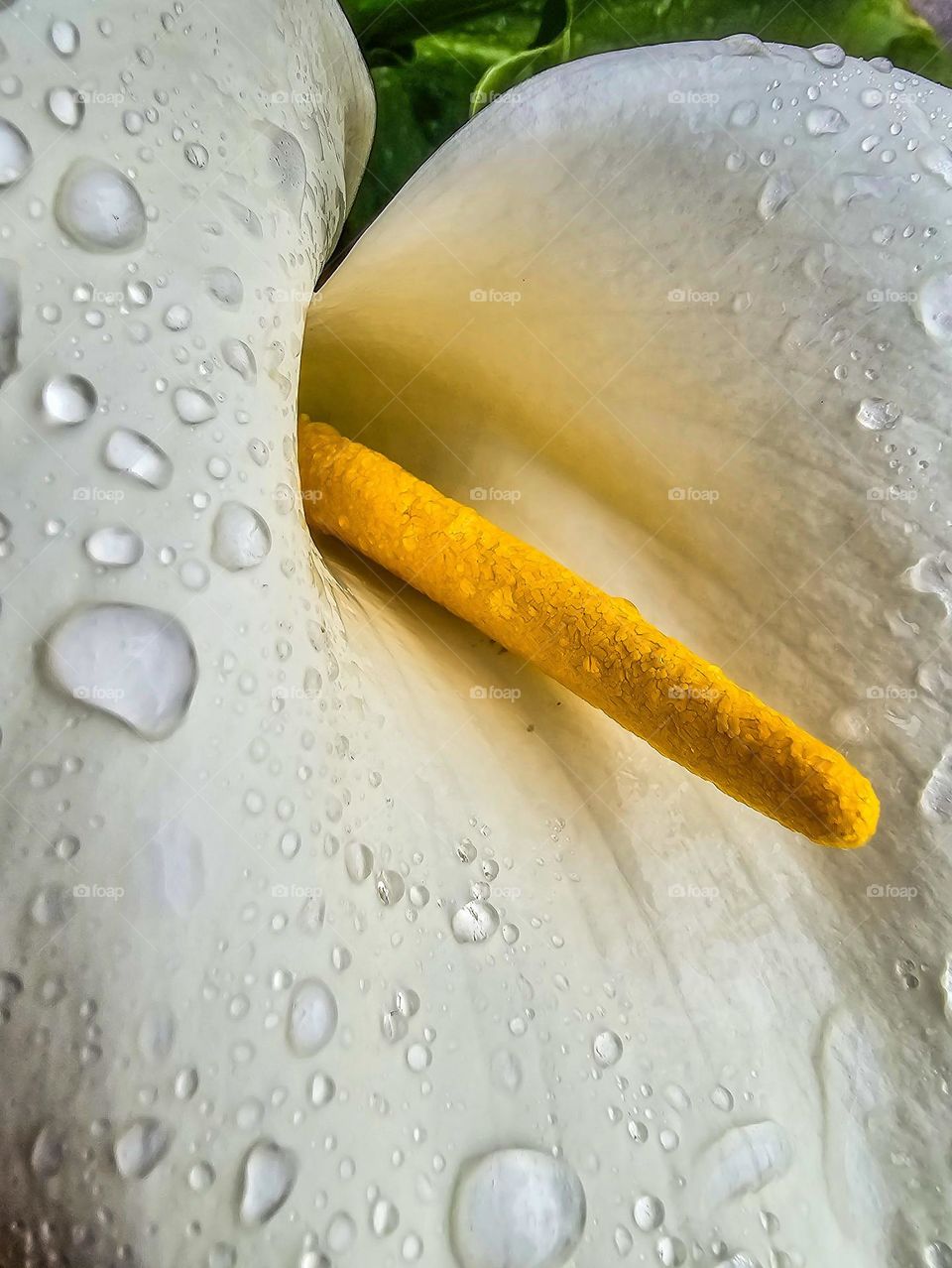 beautiful white calla lily after a spring rain with drops of water as the yellow spadix peers through