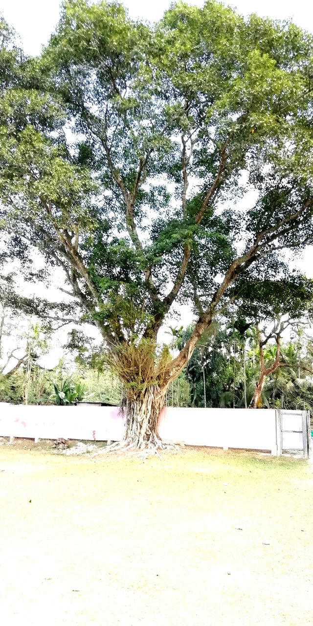 aged tree