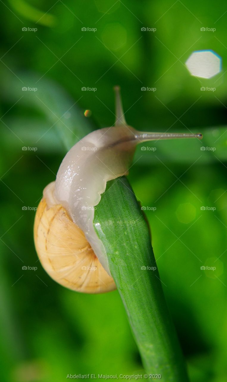 🐌 snail 🐌