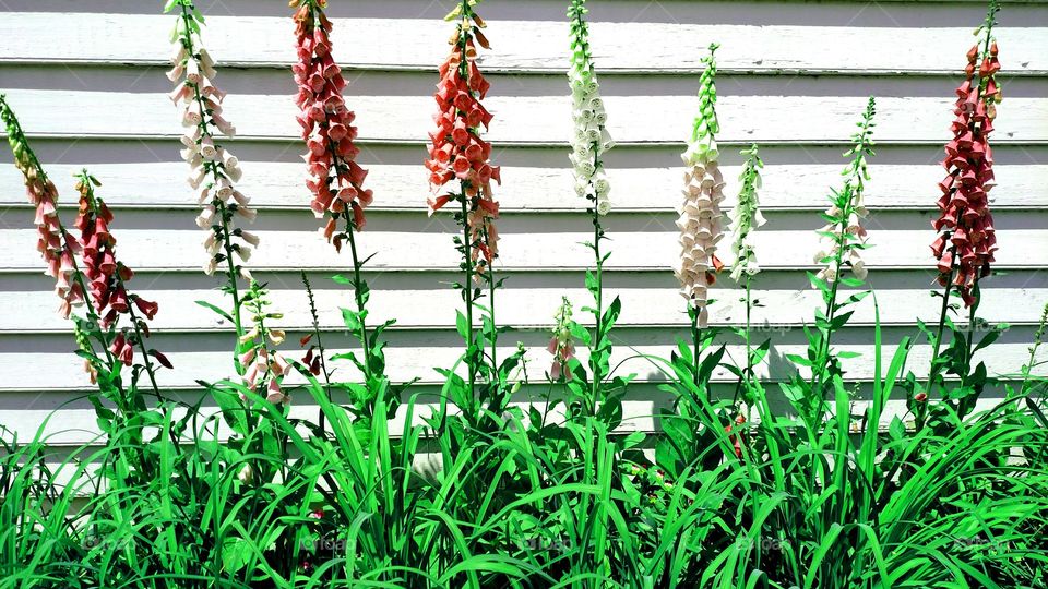 All in a Row. Spring in Williamsburg is a magical.