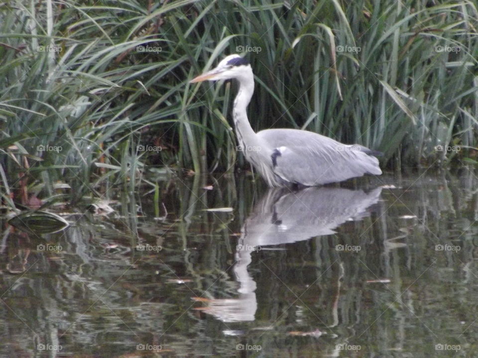 Bird, Nature, Wildlife, Water, Heron