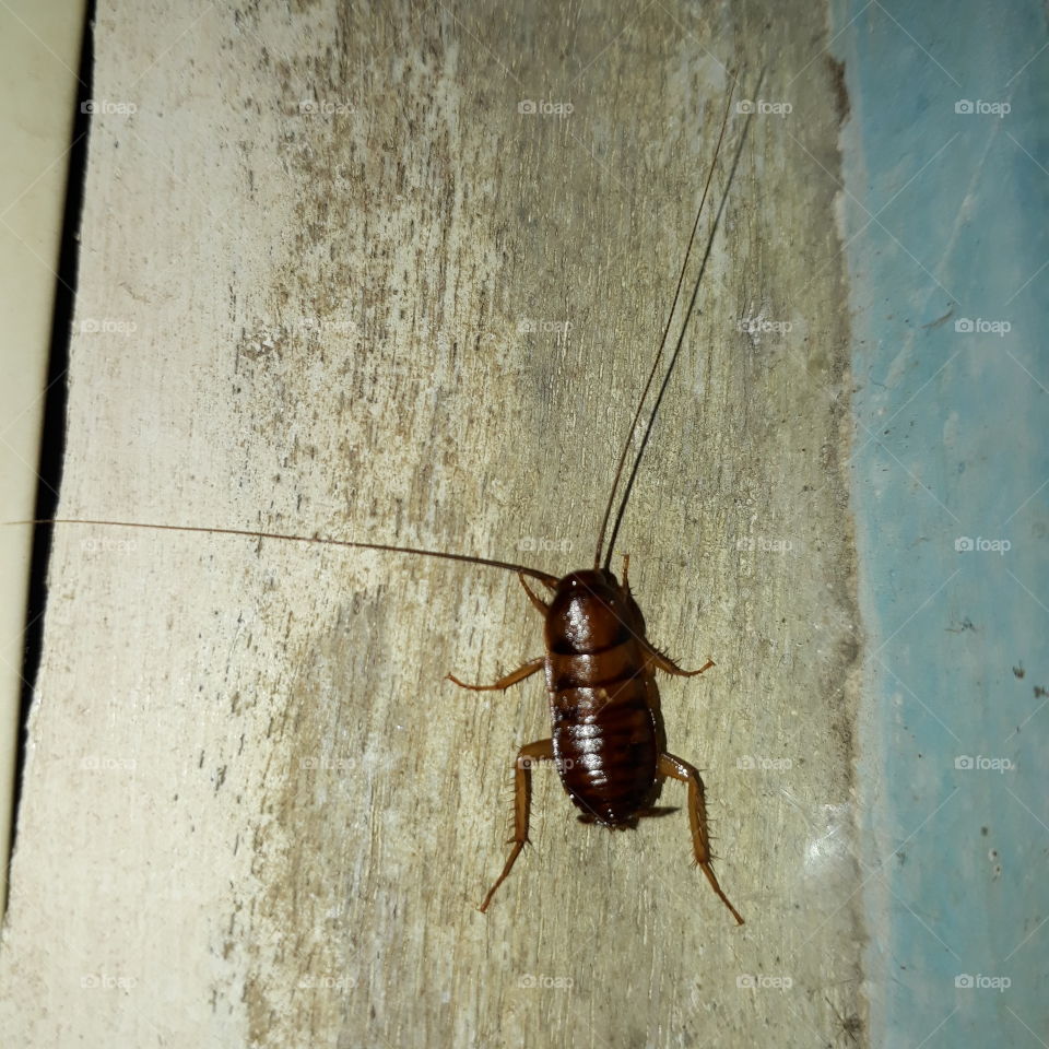 Cockroach - nymph 2