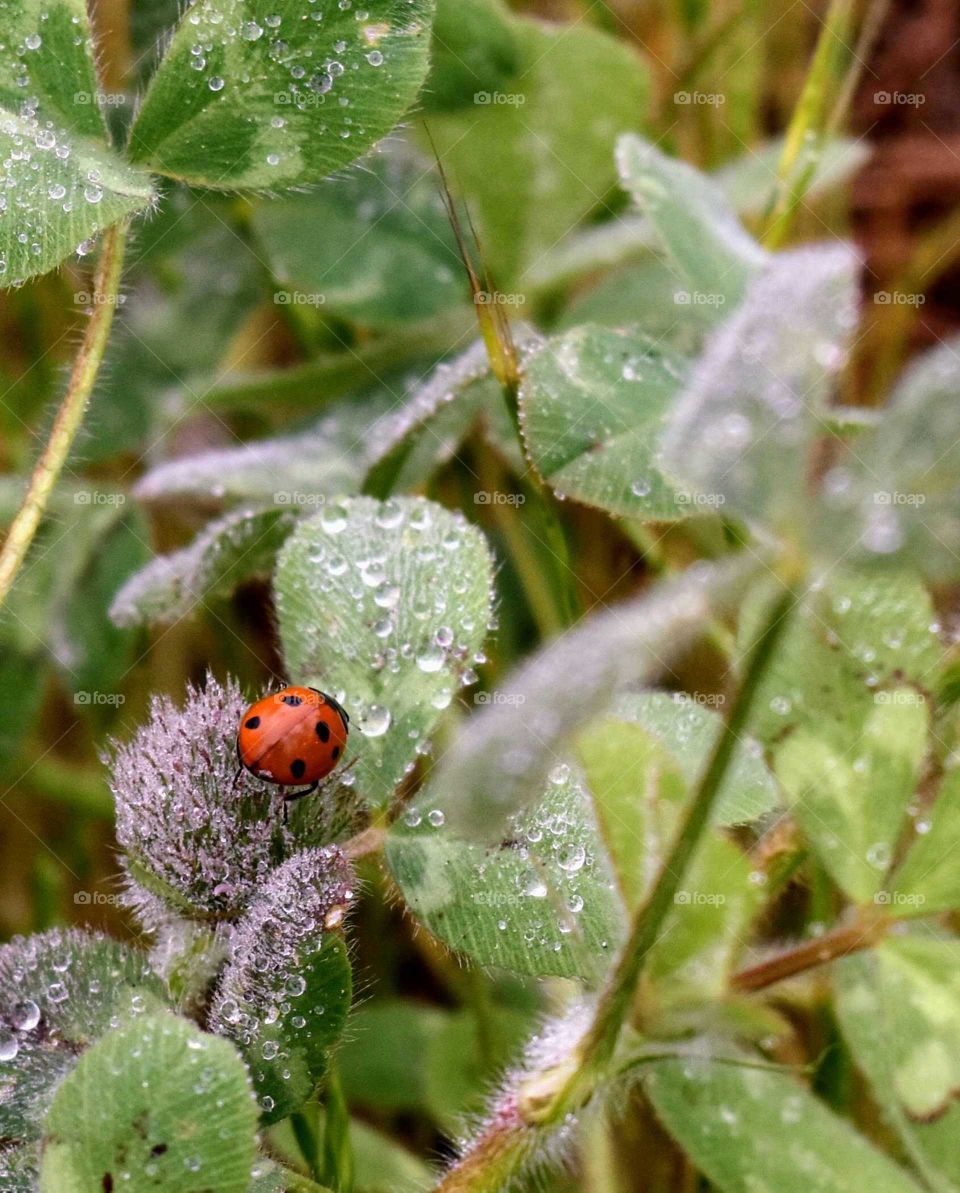 Lady bug