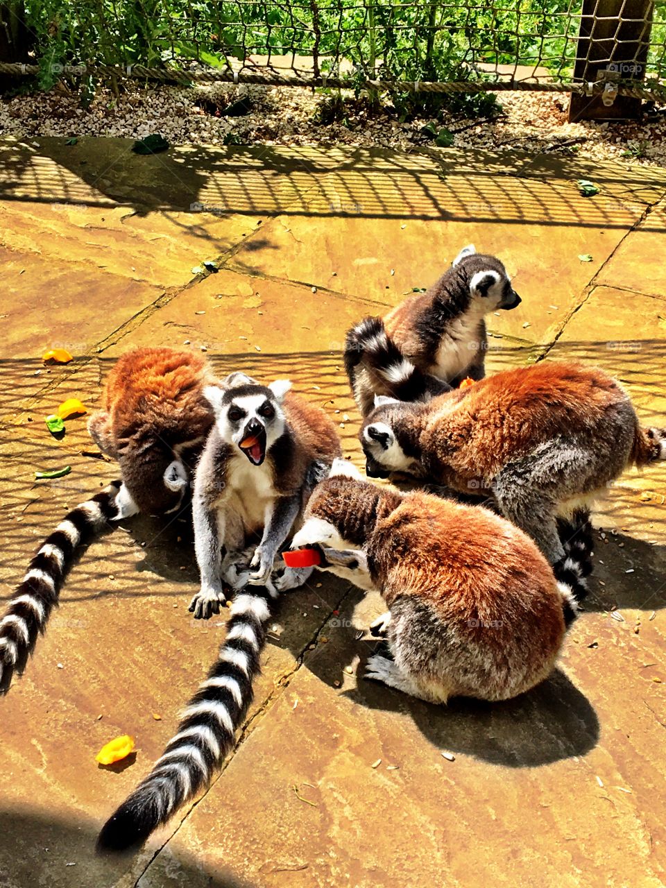 Group of ring-tailed lemurs eating fruit