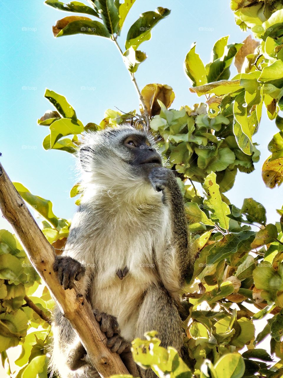 Monkey looking at the sky and wondering