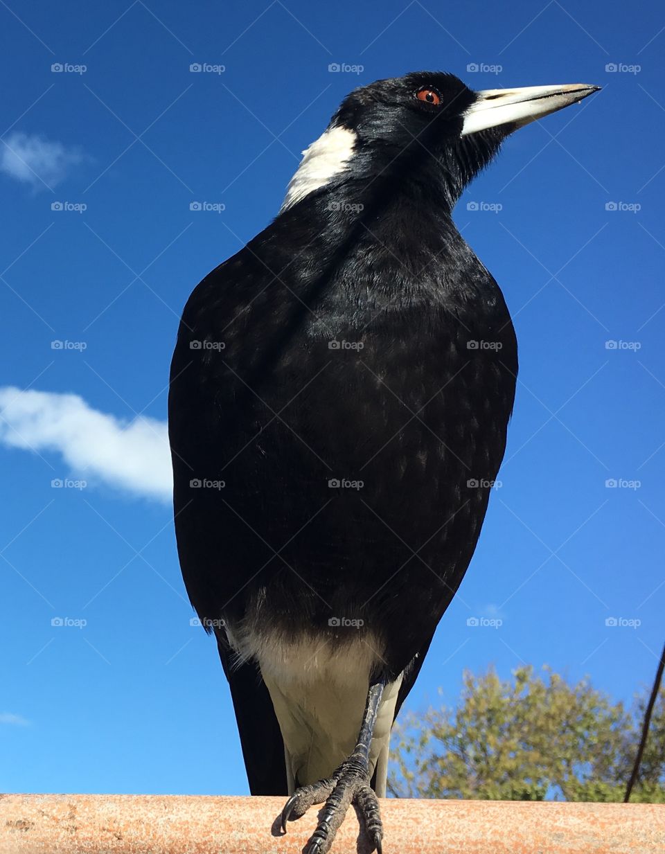 Close-up one Australian Magpie perched sitting on a horizontal pole against vivid  blue sky backdrop, copy space minimalism, concept wildlife, native, animals, intelligence, freedom and majesty 