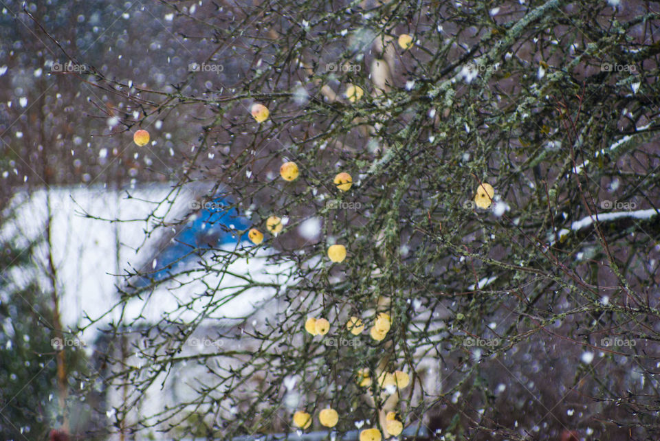 apple orchard under snow