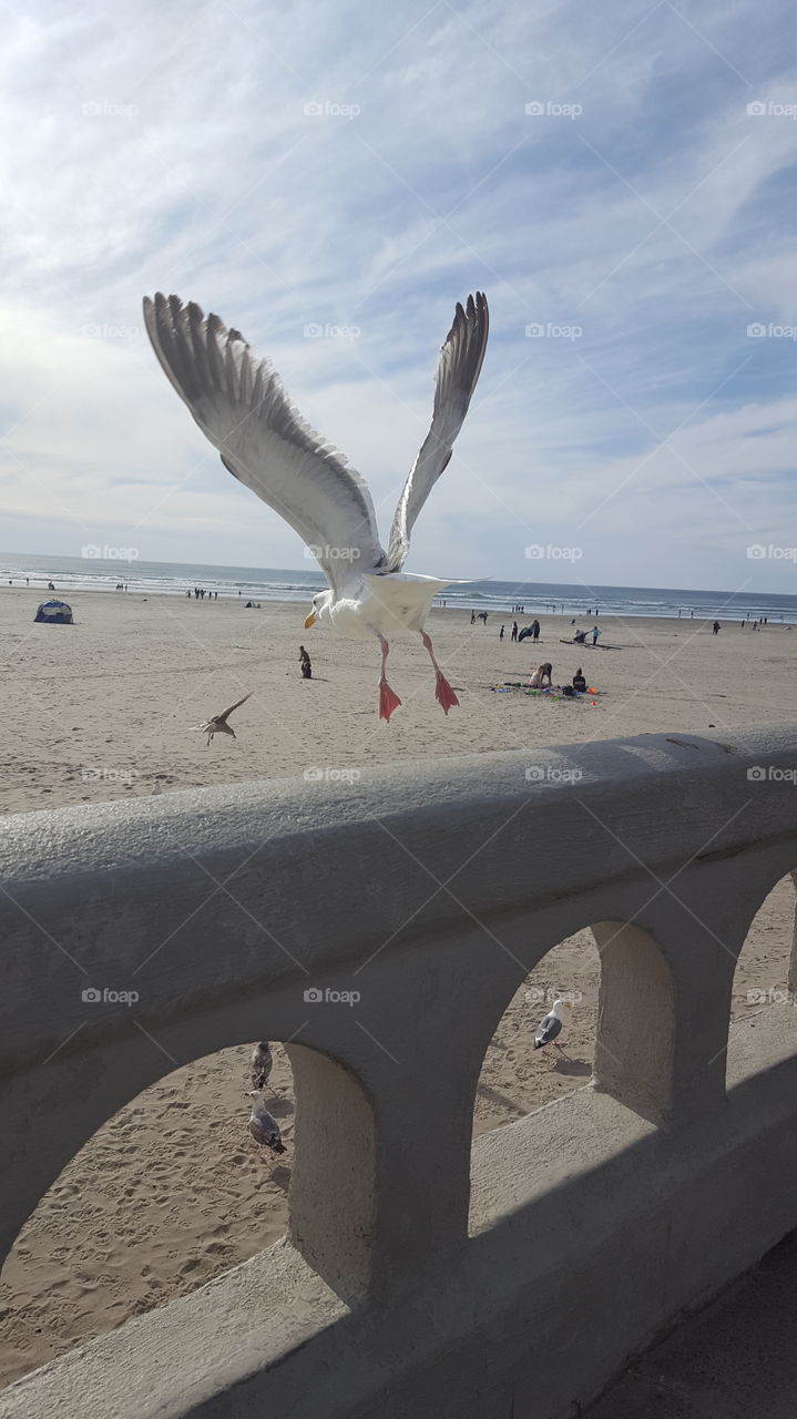 Gull taking flight in Seaside