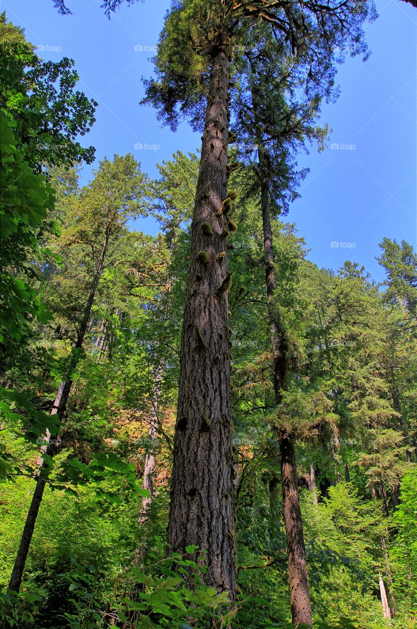 Silver Falls State Park
