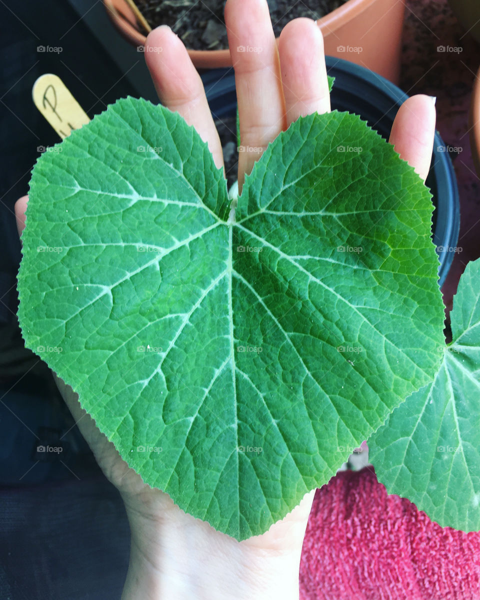 Pumpkin showing some love with its heart shaped leaf 