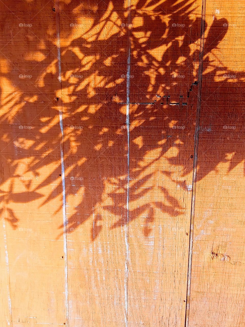 shadow of leaves