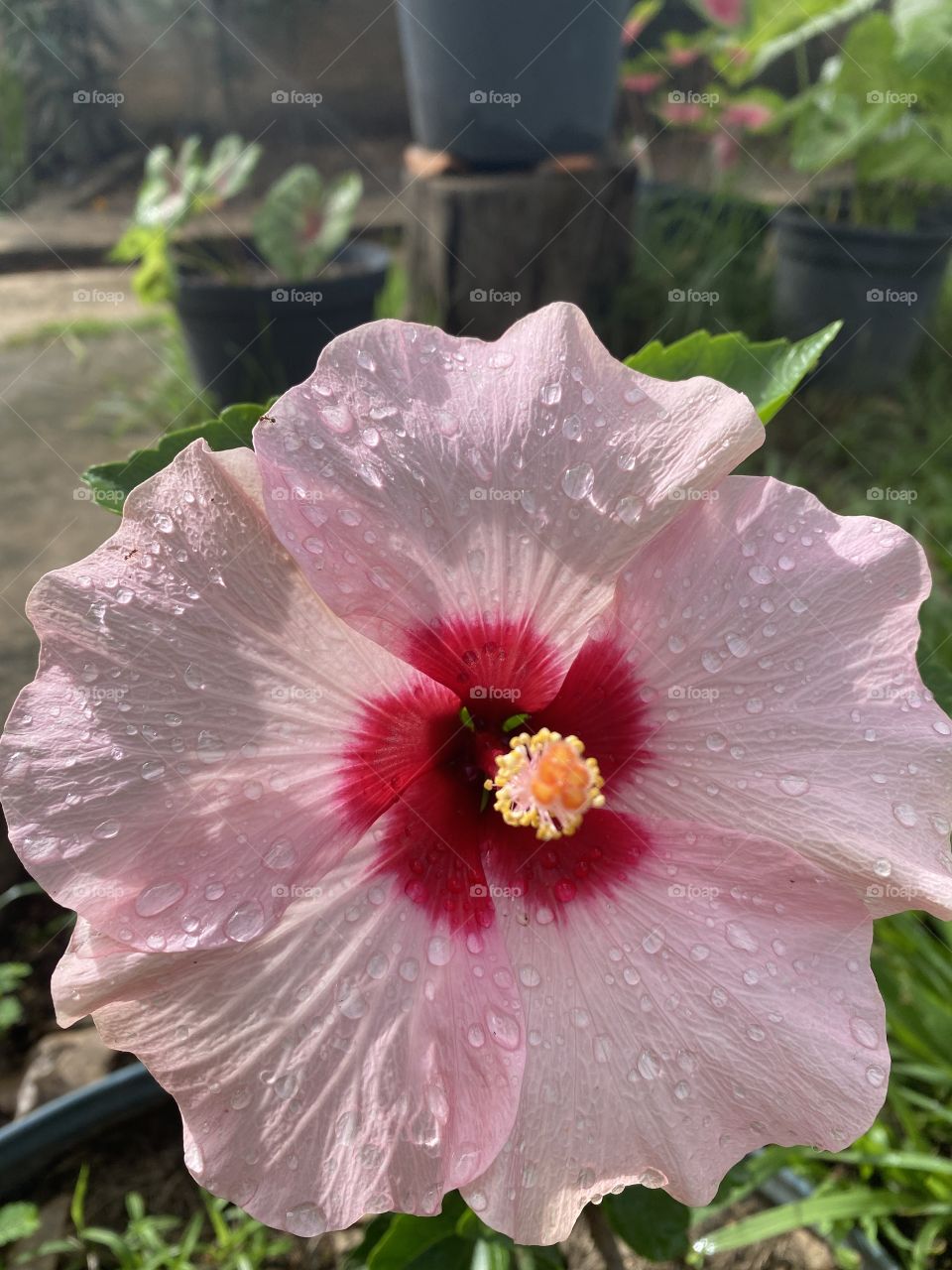 Hibisco rosa