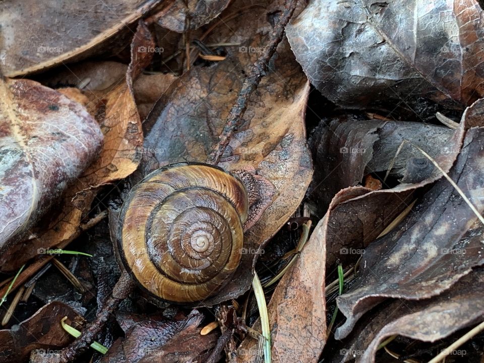 Brown snail shell on brown leaves