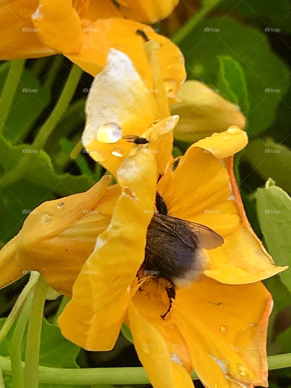 Nasturtium