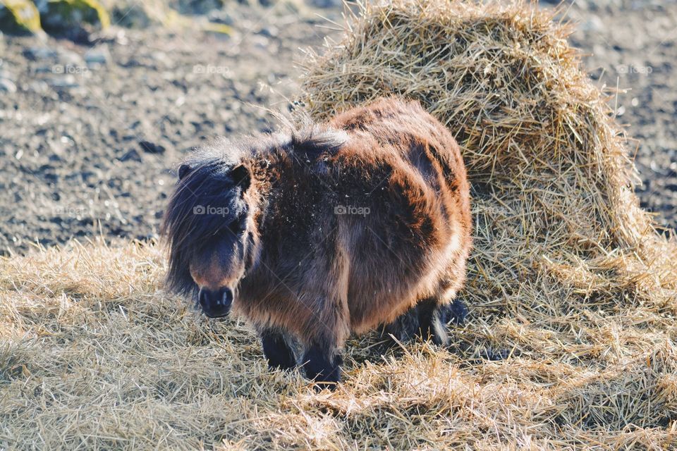 A cute miniature horse in the pasture